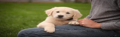 Chloe - AKC 