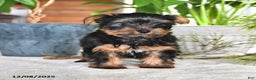 Yorkshire Terrier dogs for sale: Benji - Ad 4