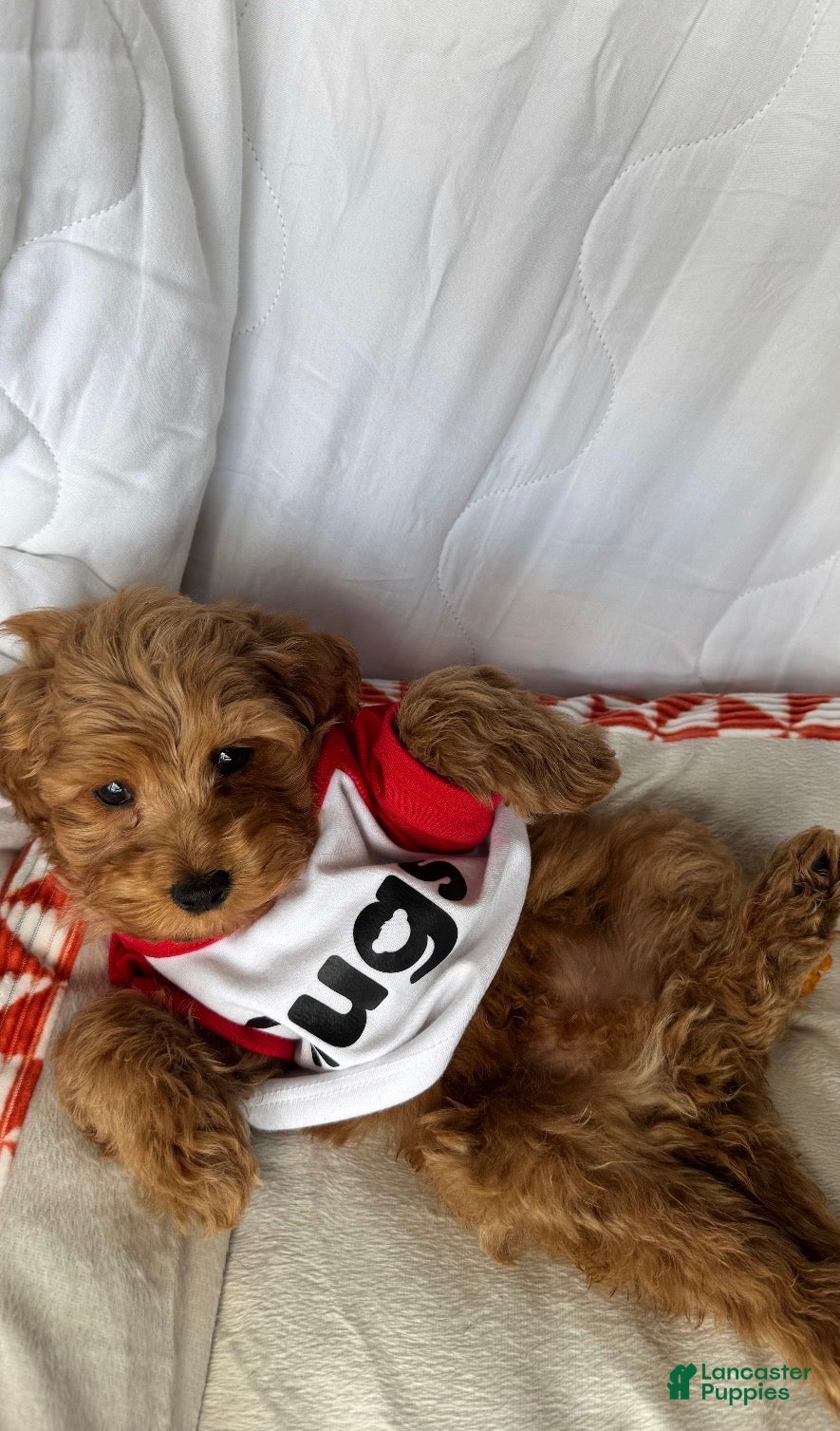 Cockapoo dogs ⭐️Cooper – The Golden Boy of the Litter 🐾🧡 - Ad 22