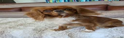 Cavalier King Charles Spaniel dogs for sale: Cavalier King Charles Spaniel 2 - Ad 5