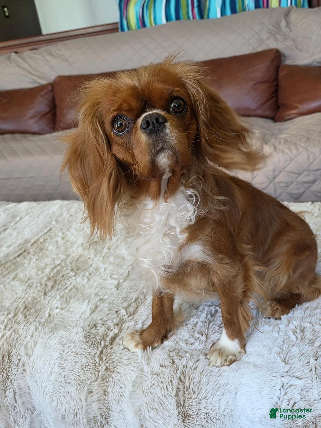 Cavalier King Charles Spaniel dogs for sale: Cavalier King Charles Spaniel 2 - Ad 5