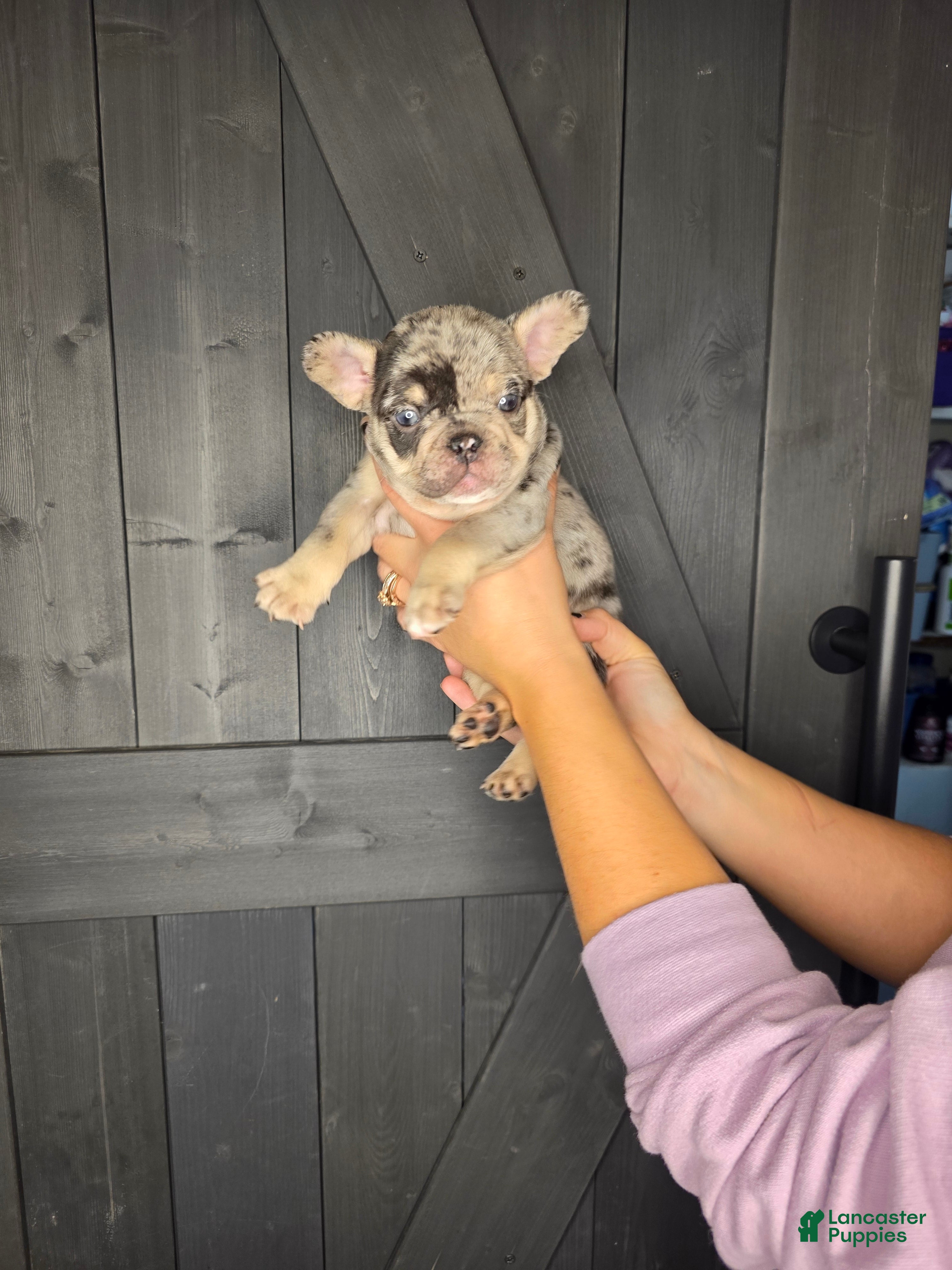 French Bulldog dogs French Bulldog Puppy 4 - Ad 6