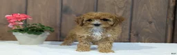 Cavapoo dogs for sale: Paisley  - Ad 9