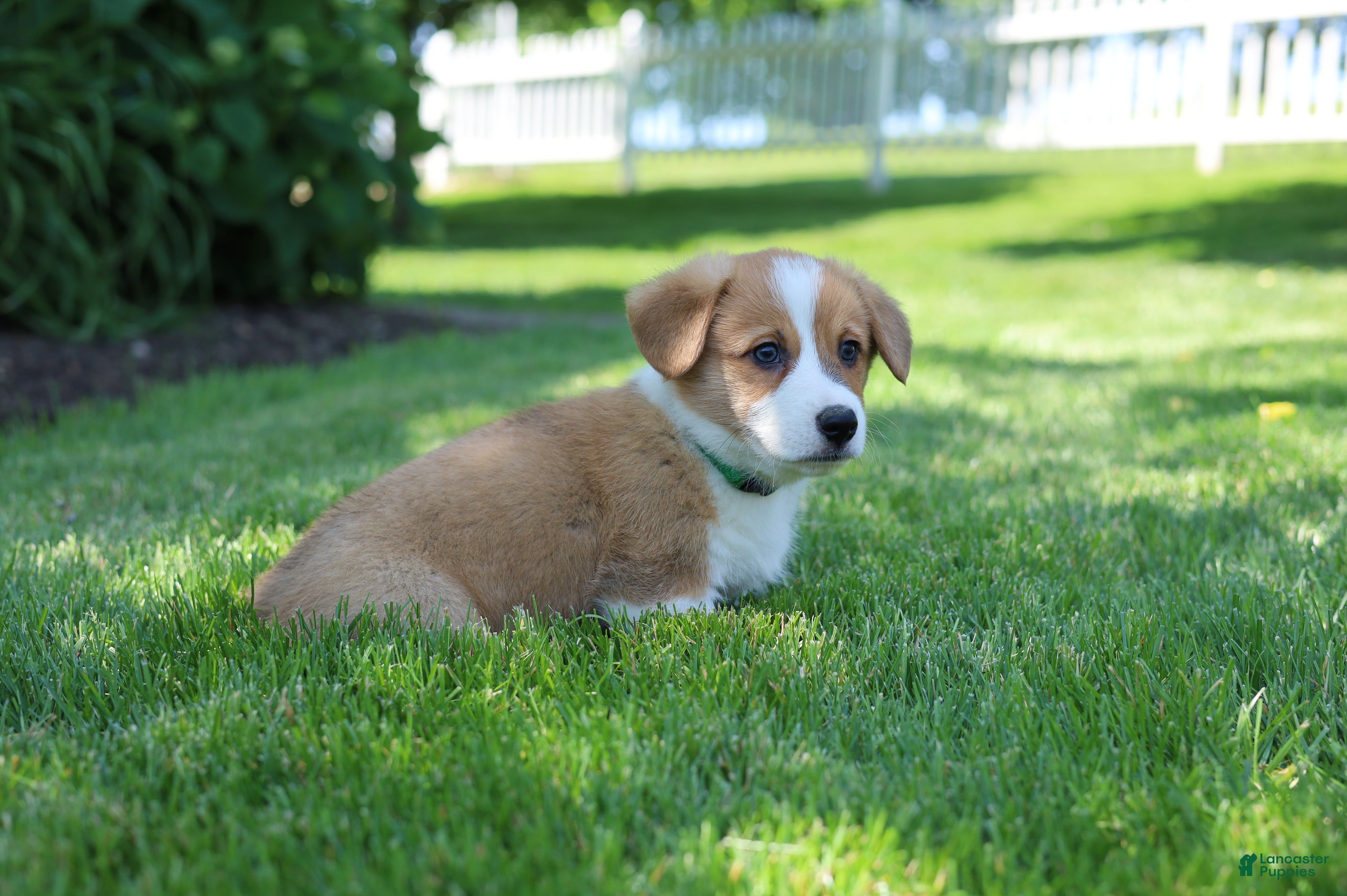 Welsh Corgi Pembroke dogs Milo  - Ad 1