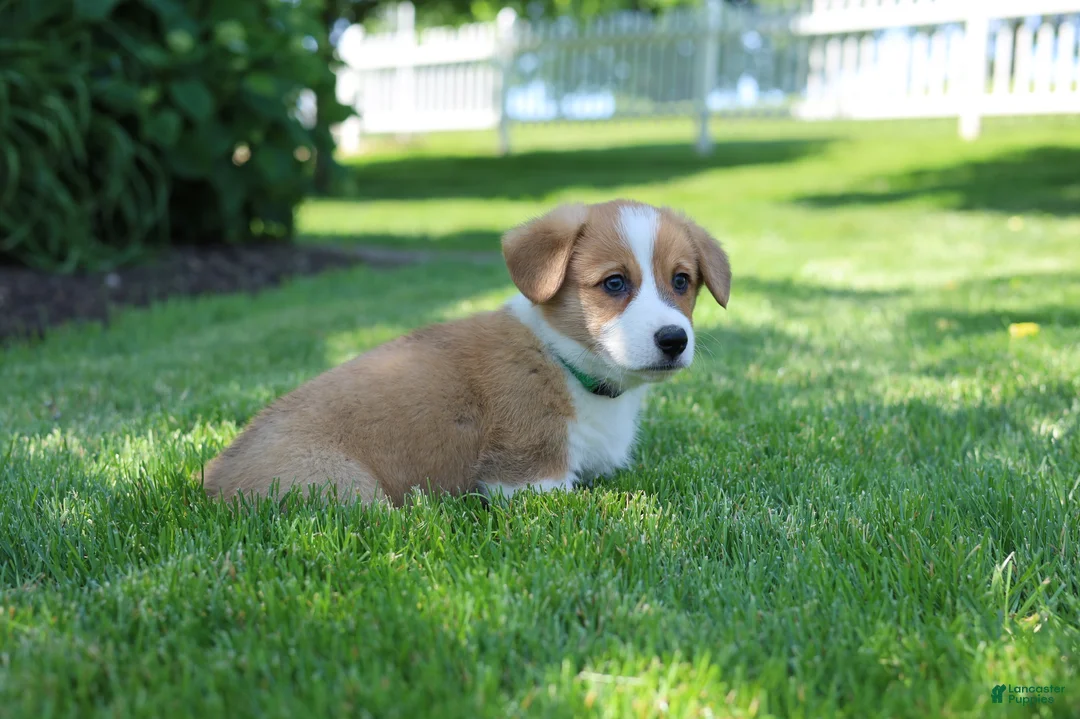 Welsh Corgi Pembroke dogs for sale: Milo  - Ad 1