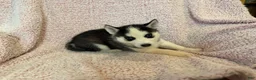 Siberian Husky dogs for sale: Princess Nimue - Ad 14