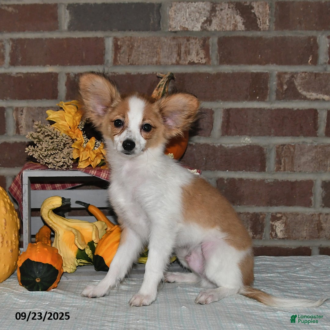 Papillon dogs for sale: Shadow - Ad 6