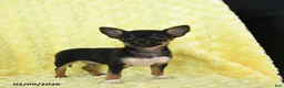 Chihuahua dogs for sale: Rosebud - Ad 2