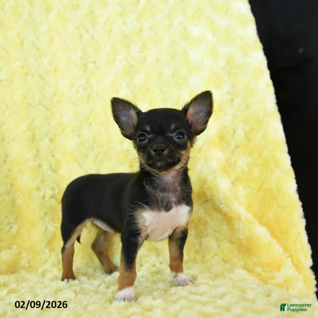 Chihuahua dogs for sale: Rosebud - Ad 2