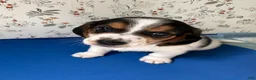 Mixed Breed dogs for sale: Mako - Ad 4