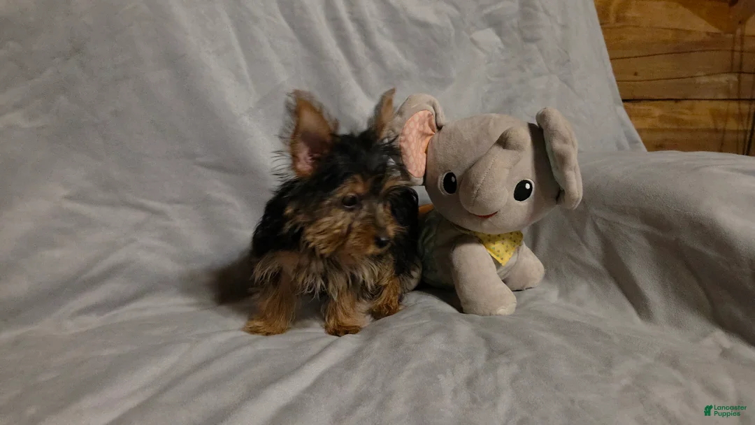 Yorkshire Terrier dogs for sale: Sherlock - Ad 2
