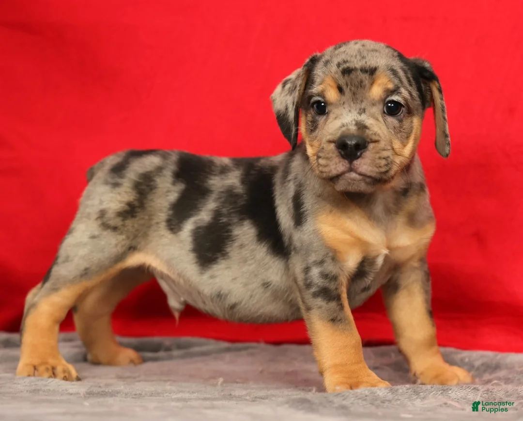 Beabull dogs for sale: Carson - Ad 1