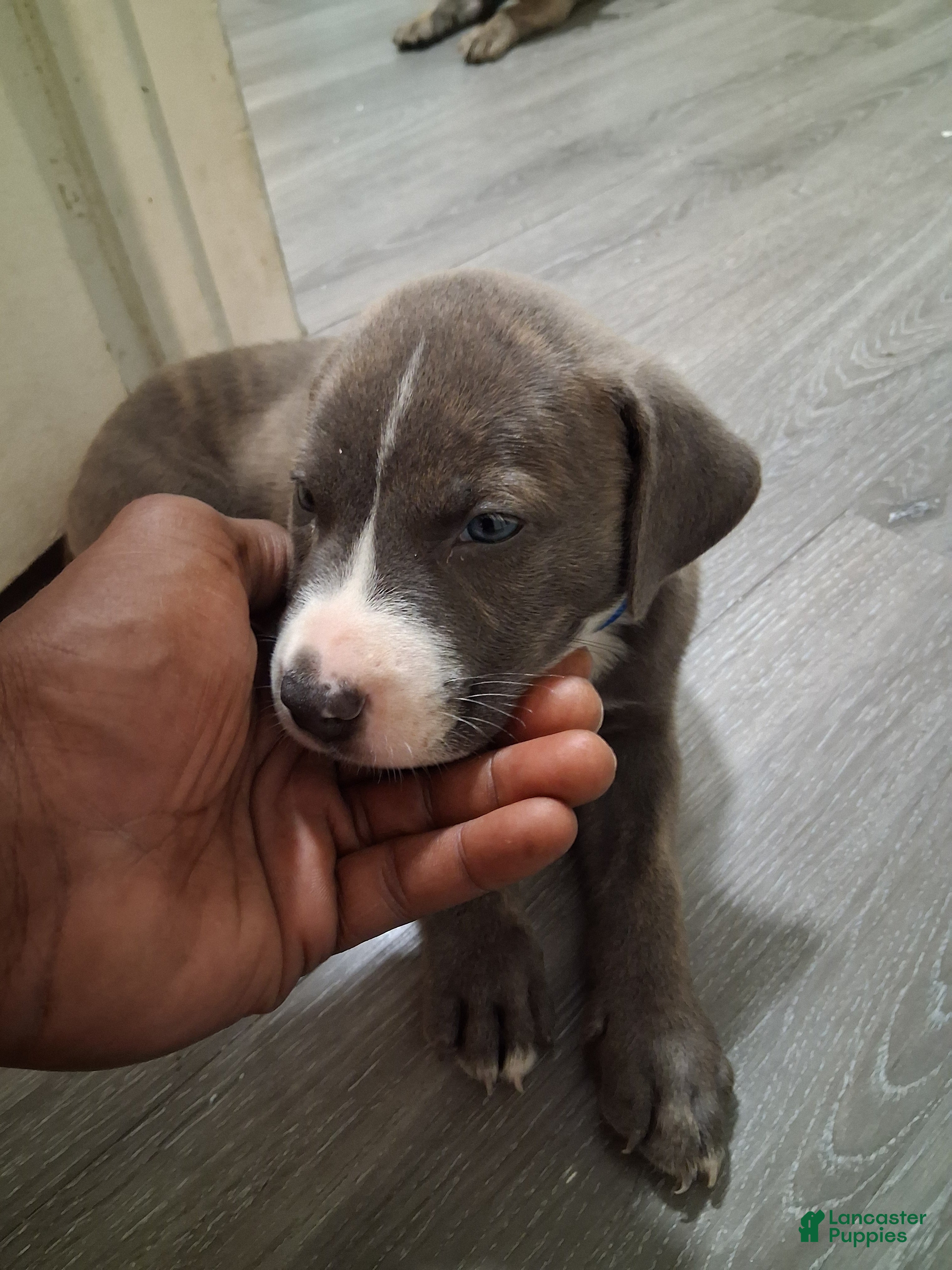 American Pit Bull Terrier dogs American Pit Bull Terrier 3 - Ad 37
