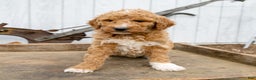 Goldendoodle dogs for sale: Millie - Ad 1