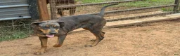Catahoula Leopard Dog dogs for sale: Red Leopard Boy - Ad 5