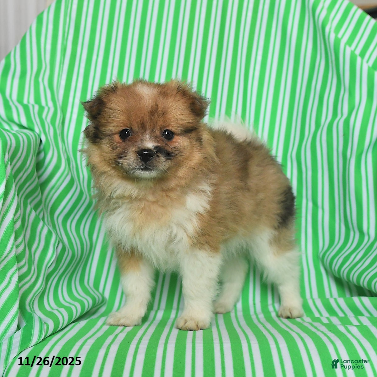 Pomeranian dogs Penny - Ad 2