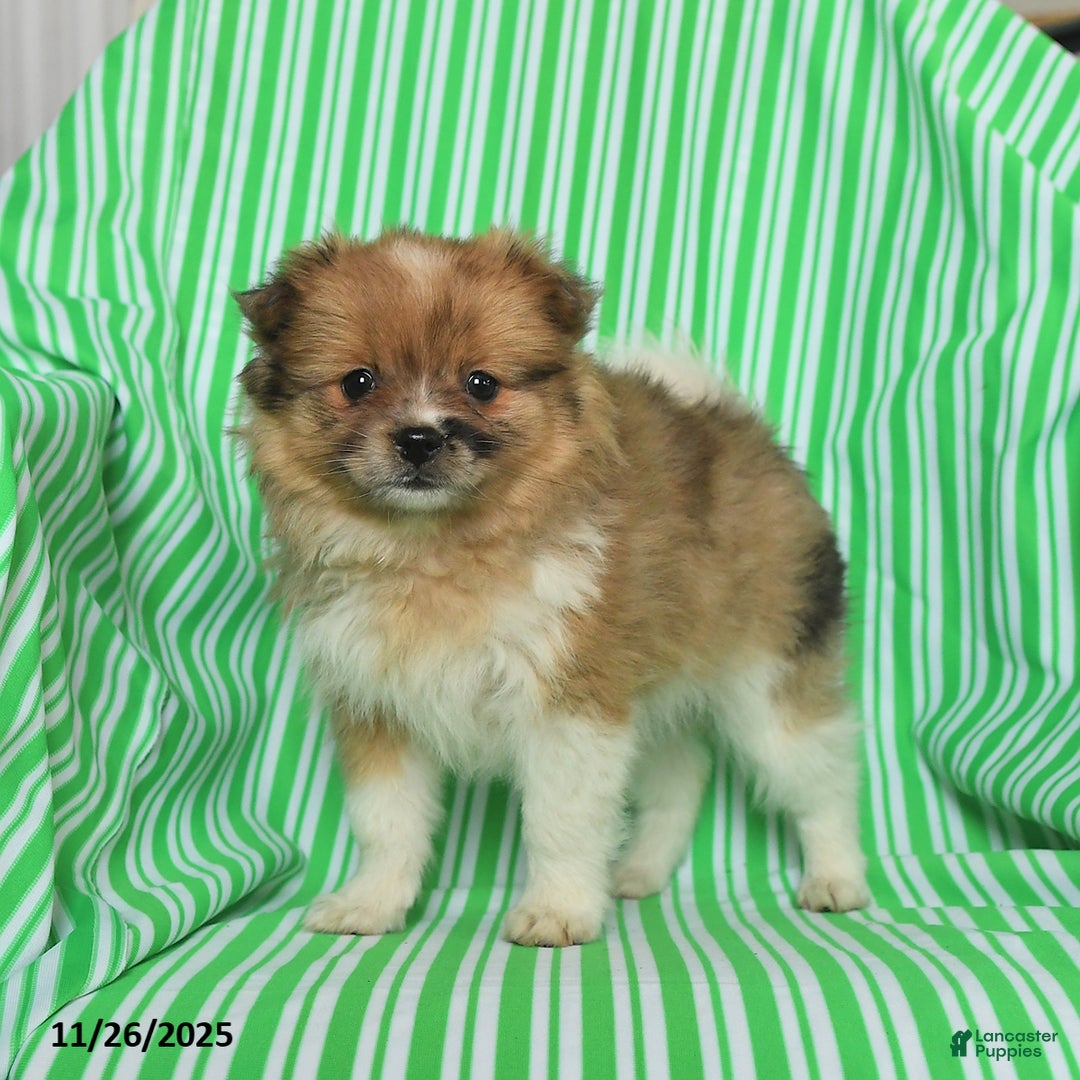 Pomeranian dogs for sale: Penny - Ad 1