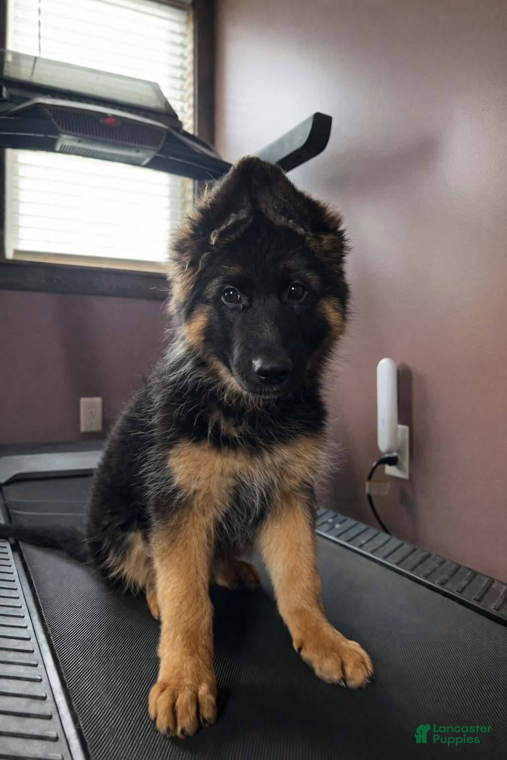 German Shepherd dogs Babette - Ad 1