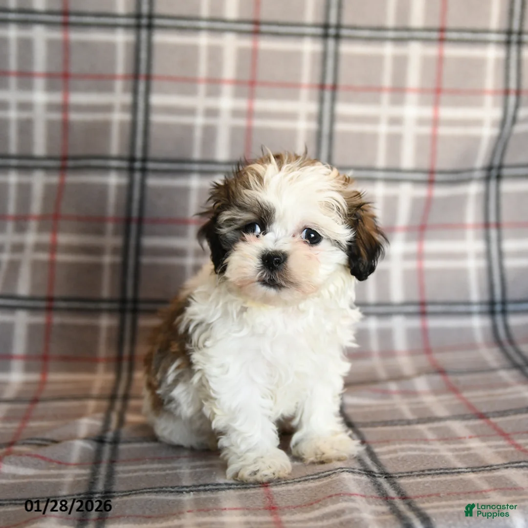 Mixed Breed dogs for sale: Queenie - Ad 1