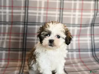 Mixed Breed dogs Queenie - Ad 21