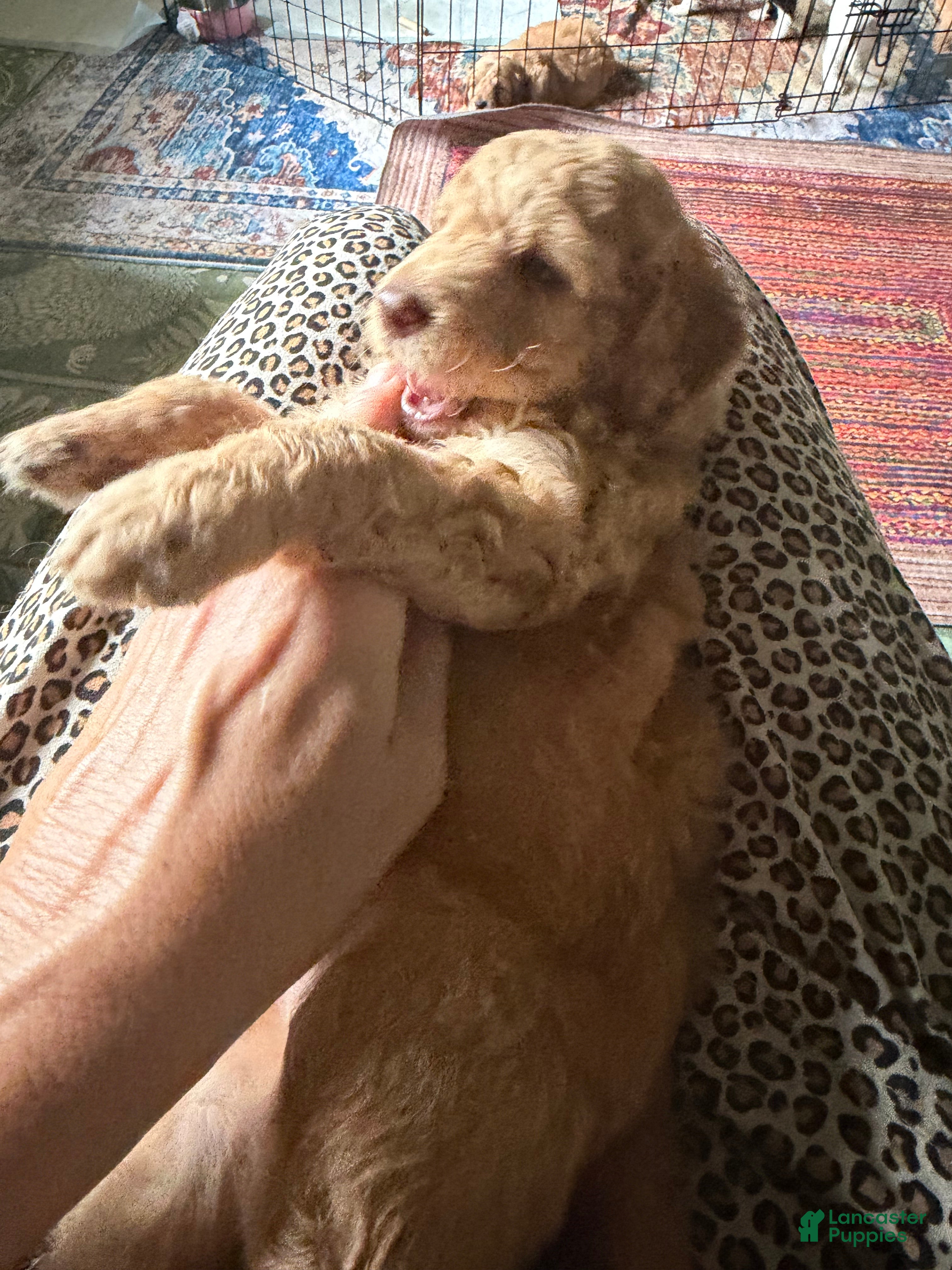 Aussiedoodle dogs Colby - Ad 2