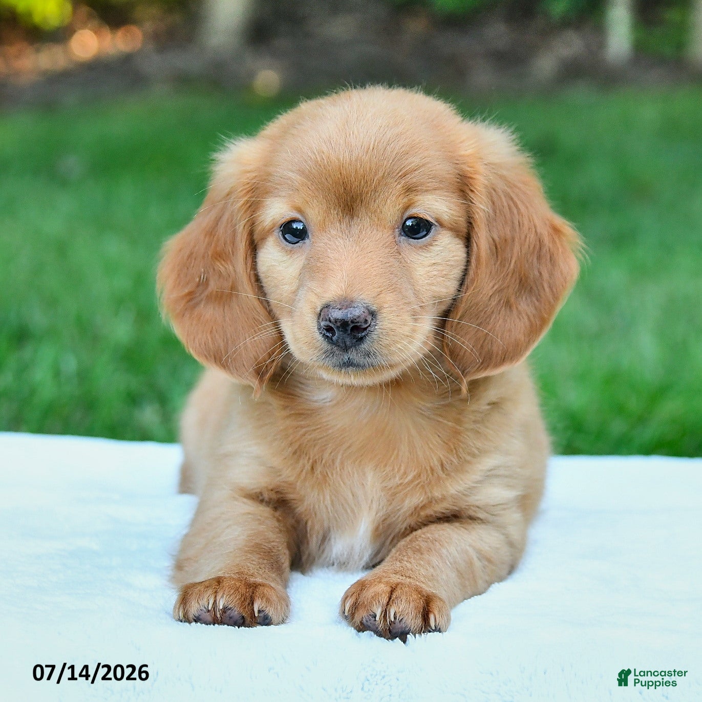 Miniature Dachshund dogs Danica - Ad 2