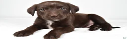 Mixed Breed dogs for sale: Ricky - Ad 5