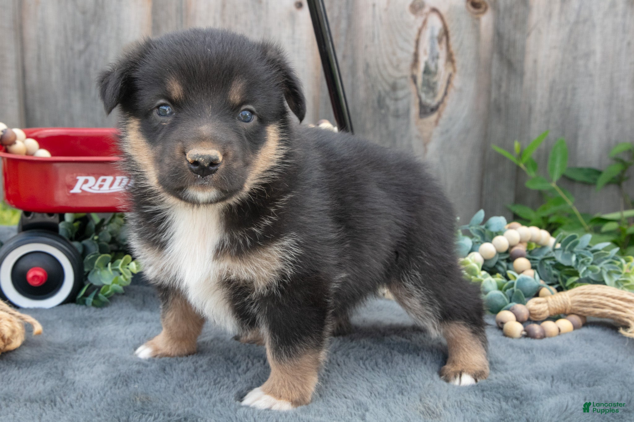 Mixed Breed dogs Genevieve - Ad 1