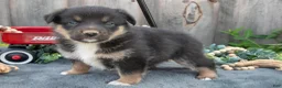 Mixed Breed dogs for sale: Genevieve - Ad 1