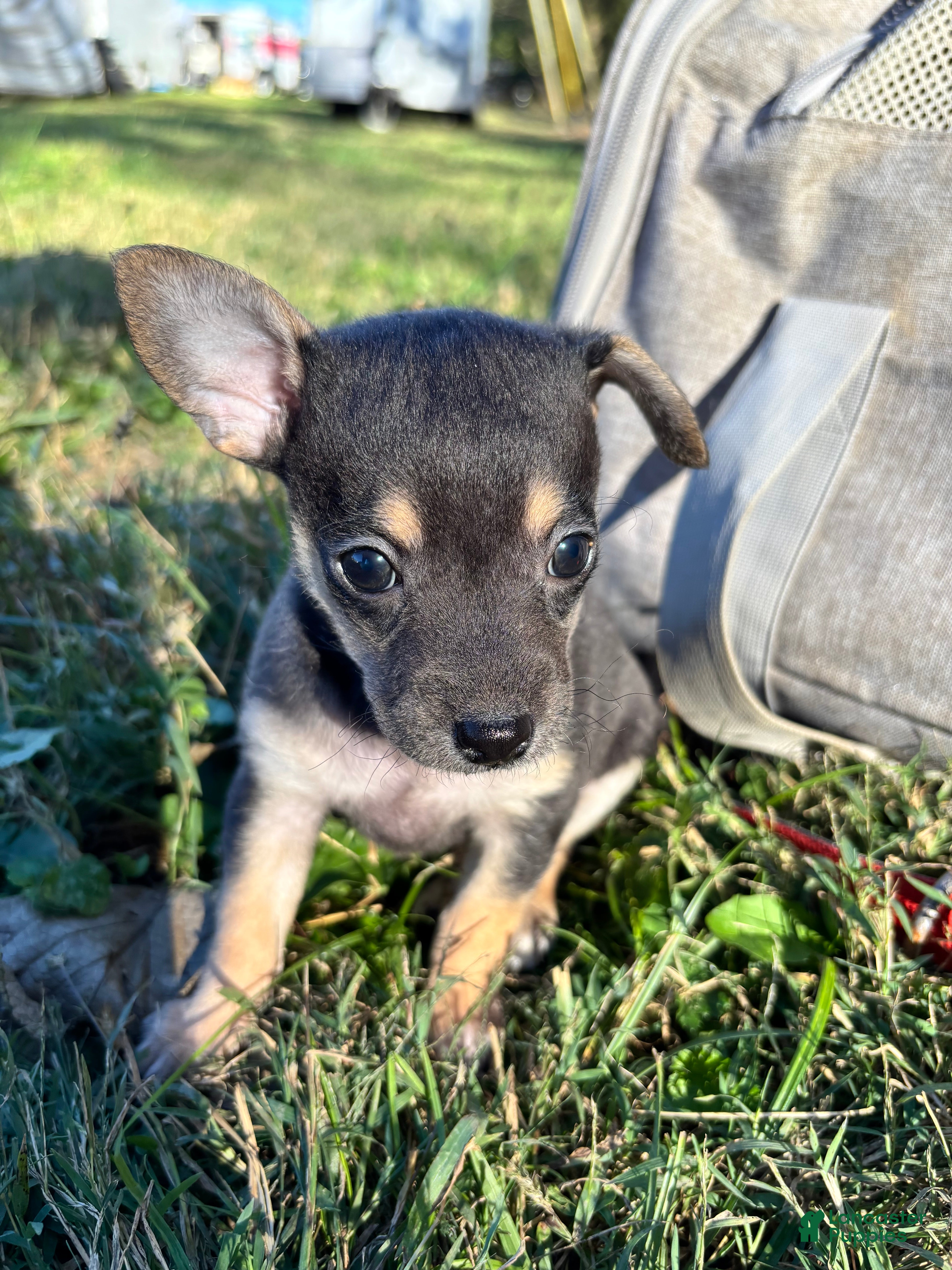 Chipoo dogs for sale: Chipoo 10 - Ad 16
