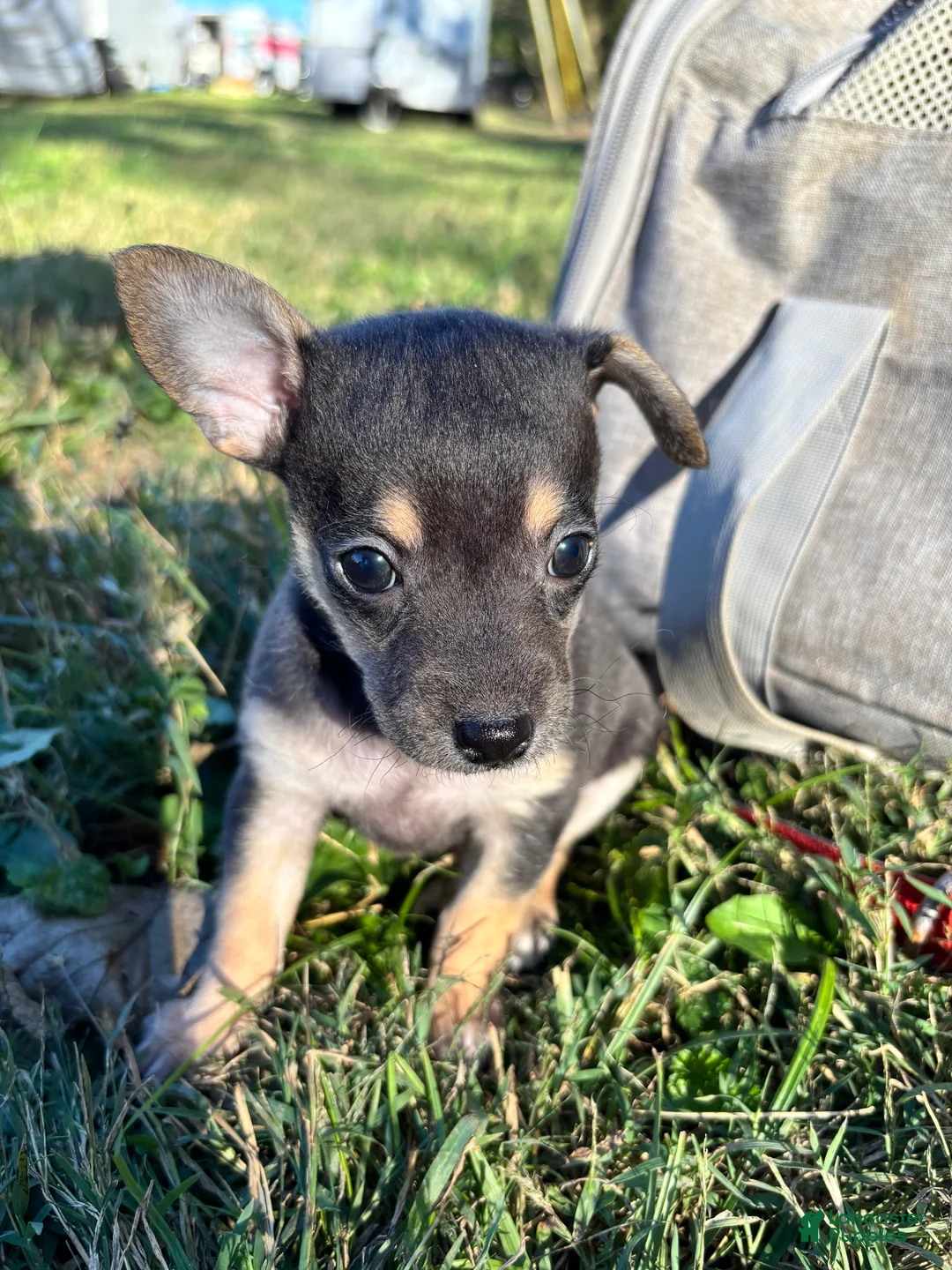 Chipoo dogs for sale: Chipoo 10 - Ad 1