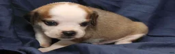 Puggle dogs for sale: Anakin - Ad 4