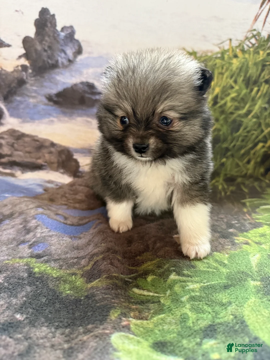 Pomeranian dogs for sale: Lynn - Ad 17