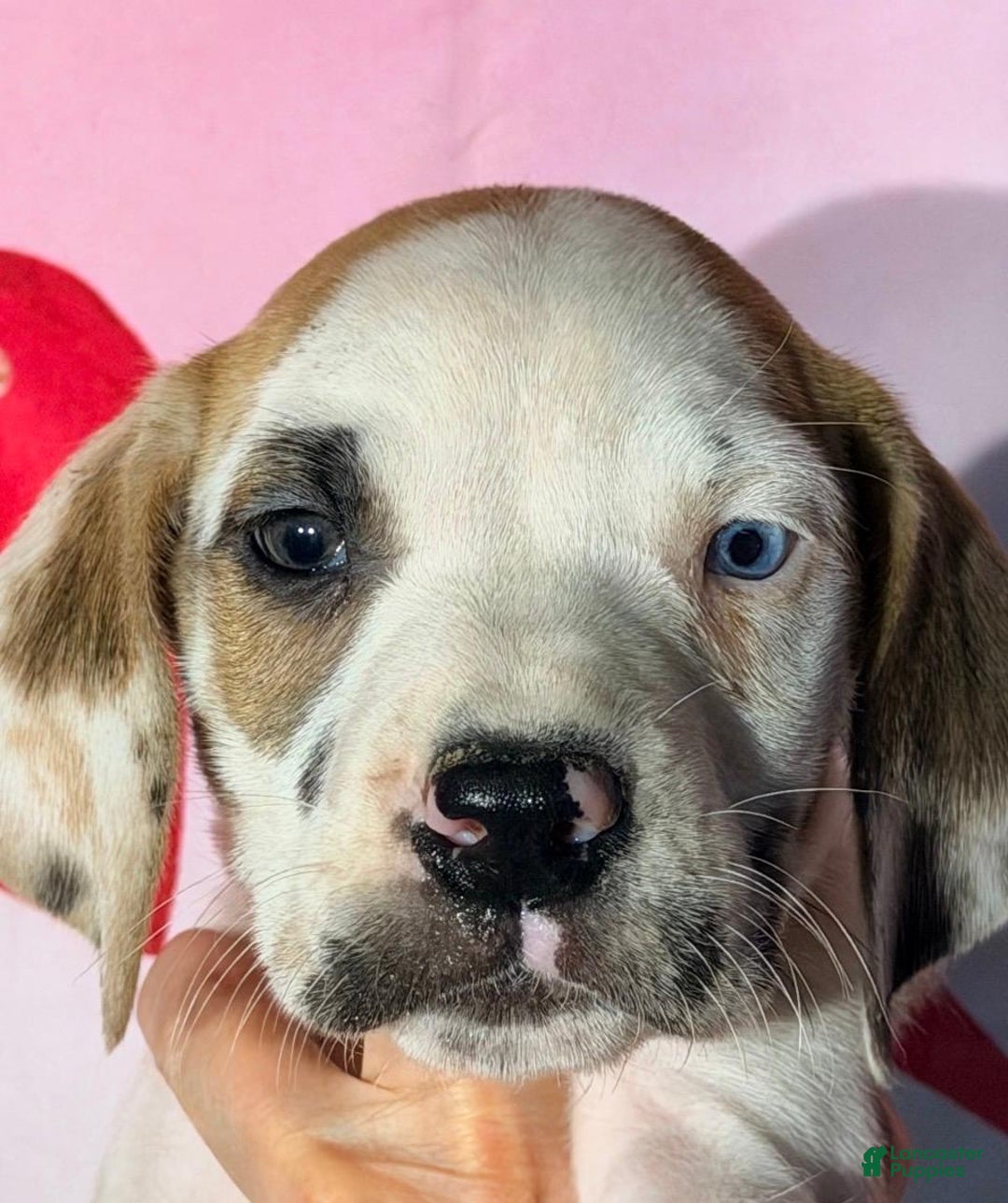 Great Dane dogs for sale: BRIE - FAWNEQUIN - Ad 1