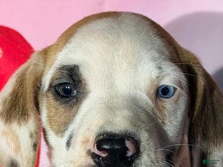 Great Dane dogs BRIE - FAWNEQUIN - Ad 41