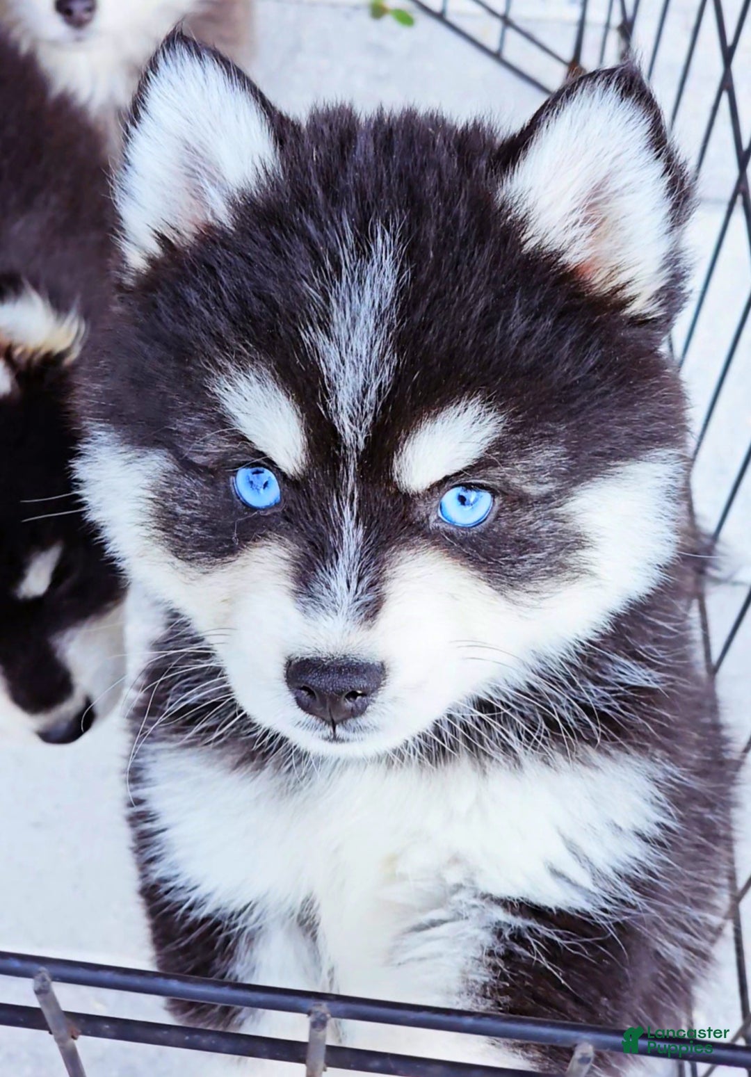 Pomsky dogs for sale: Damon - Ad 6