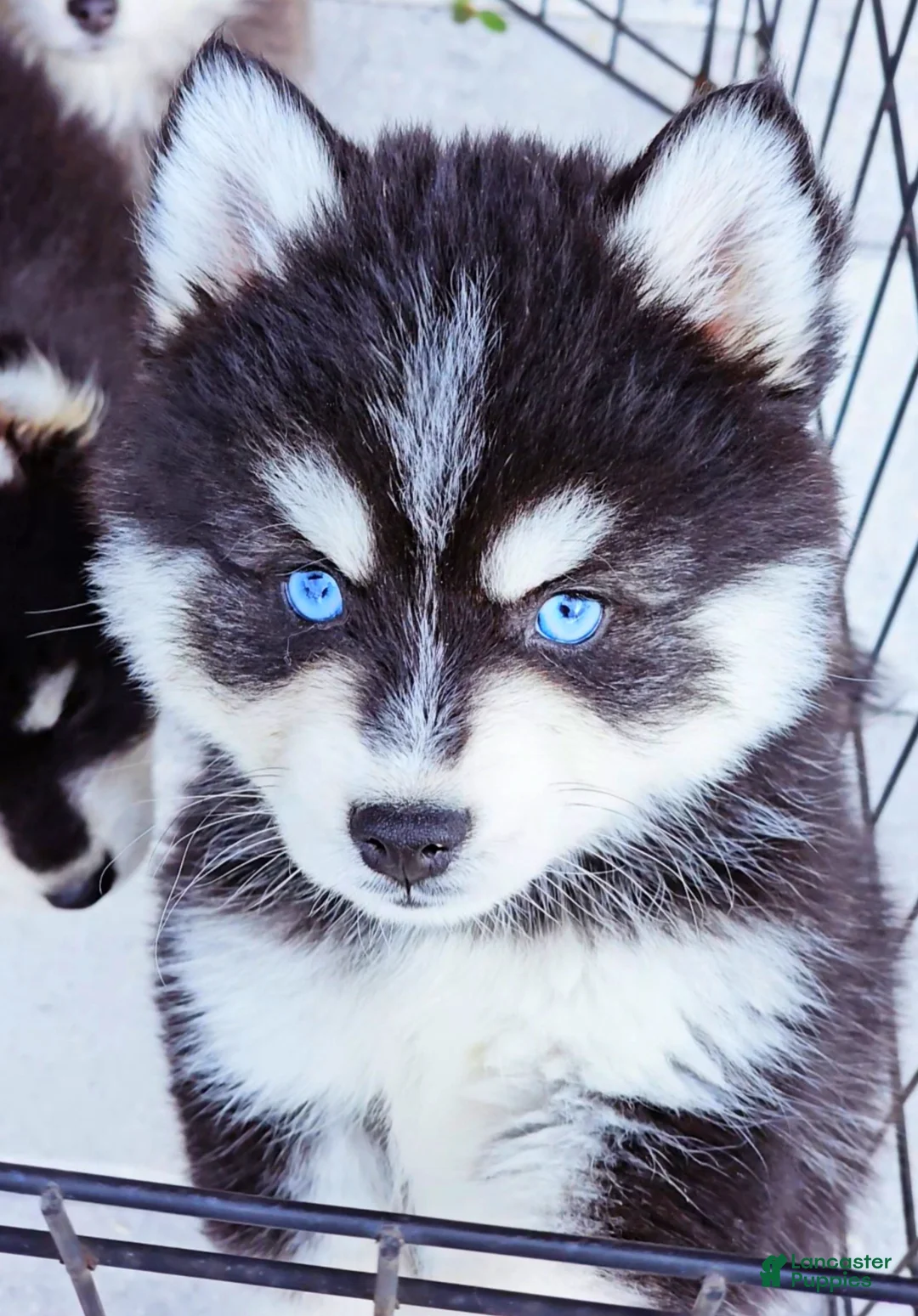 Pomsky dogs for sale: Damon - Ad 6