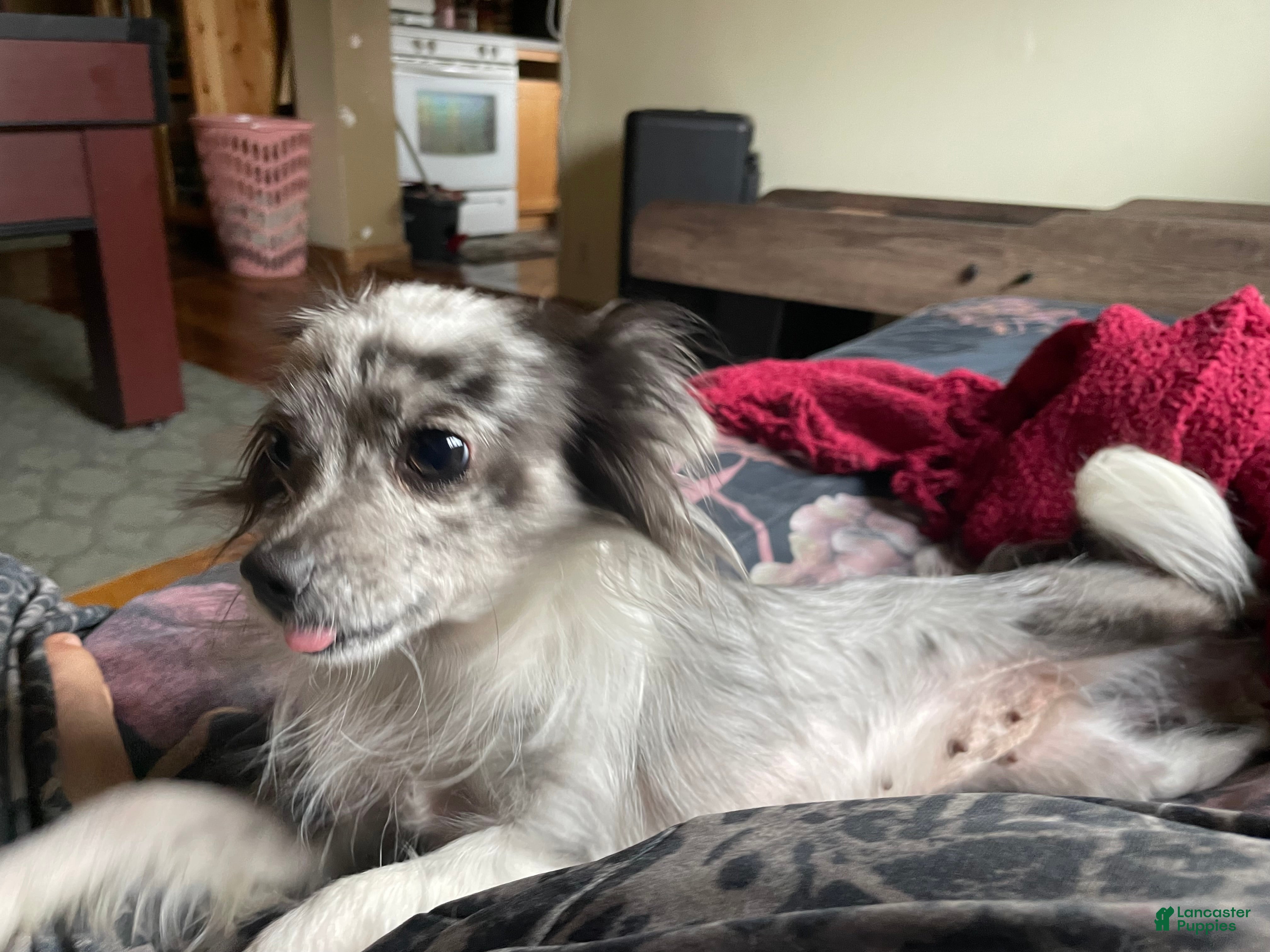 Pomchi dogs Pomchi Puppy 1 - Ad 2