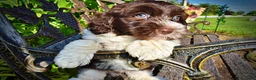 Havapoo dogs for sale: Bandit - Ad 4