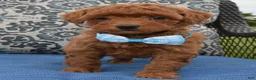 Mini Goldendoodle dogs for sale: Mini Gigi - Ad 7
