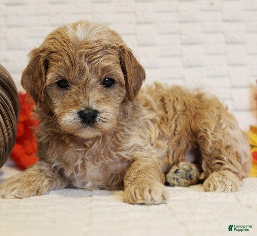 Cavapoo dogs for sale: Cedar - Ad 1