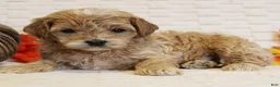Cavapoo dogs for sale: Cedar - Ad 1