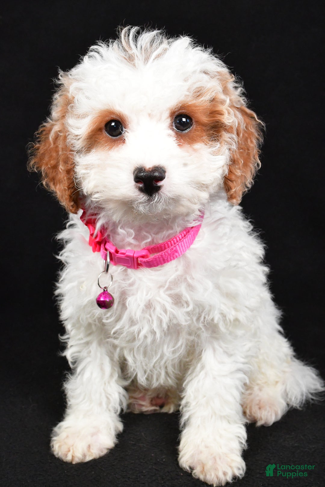 Cavapoo dogs for sale: Sabrina - Ad 1