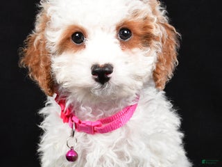Cavapoo dogs Sabrina - Ad 1