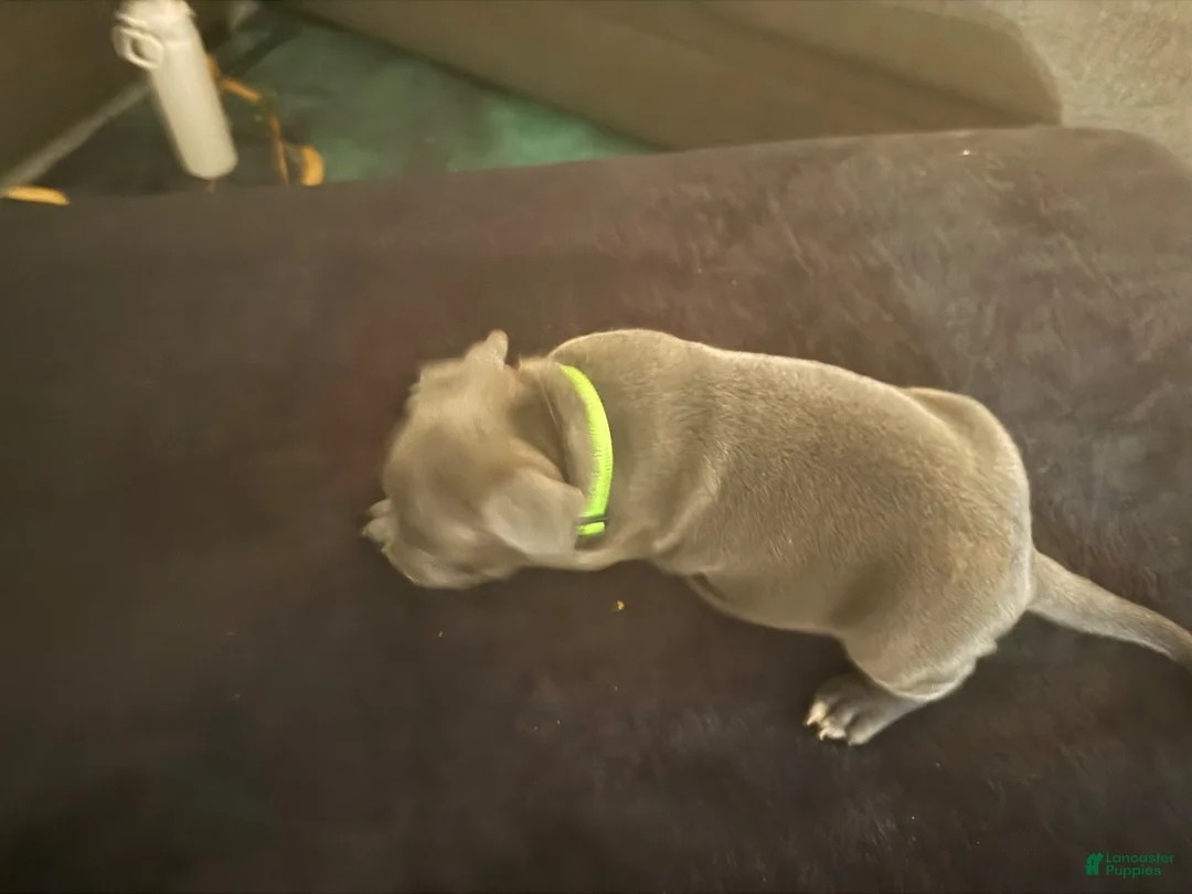 American Bully dogs for sale: American Bully 1 - Ad 2
