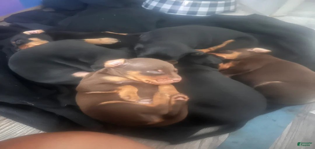 Gallery Image {{count}}