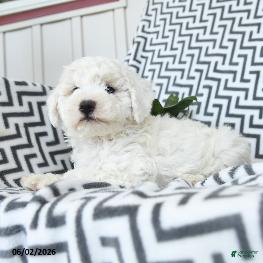 Bichpoo dogs for sale: Vanilla - Ad 3