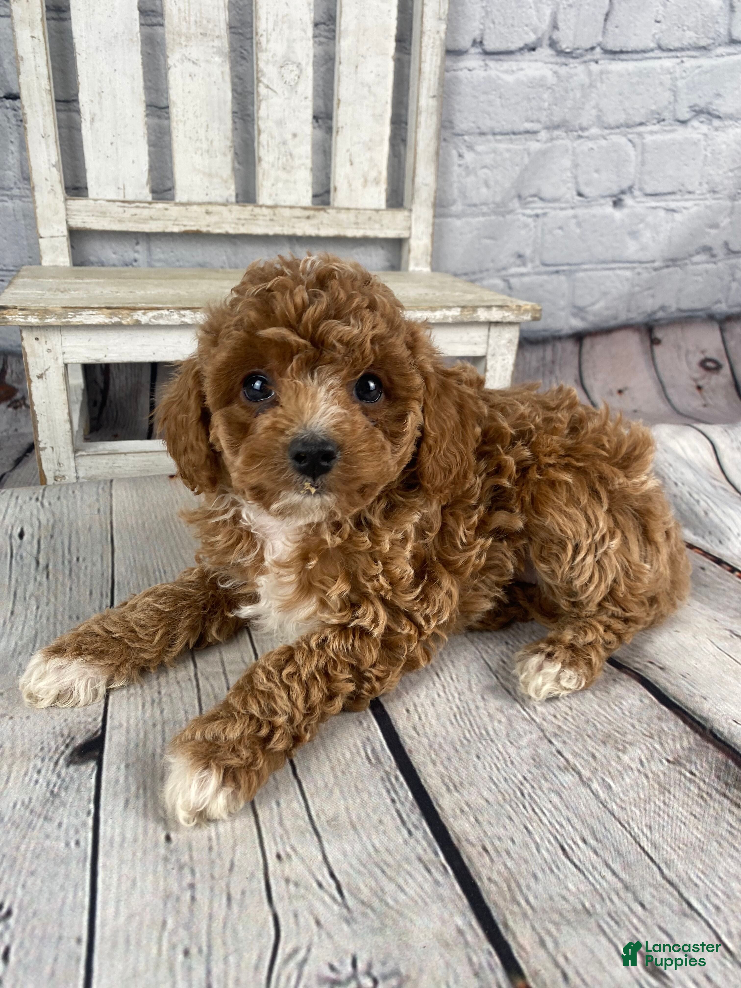 Cavapoo dogs Faith - Ad 1