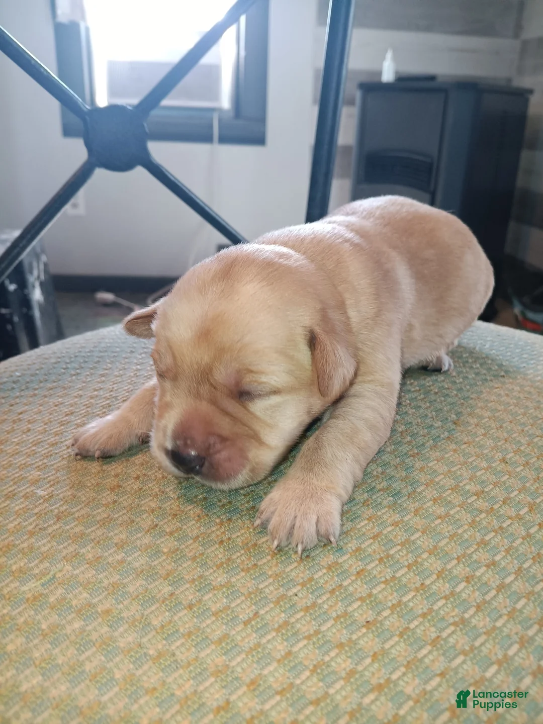 Labrador Retriever dogs for sale: Labrador Retriever Puppy 2 - Ad 1