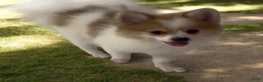 Pomeranian 2